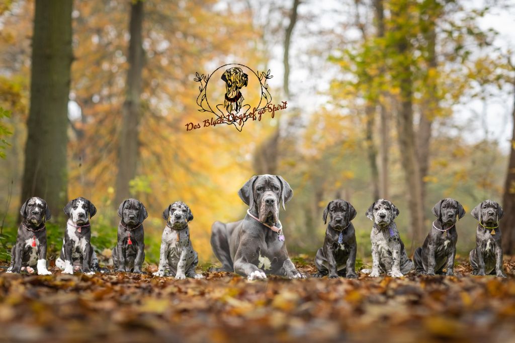 Black Dogs Of Go Spirit - Photo de famille 