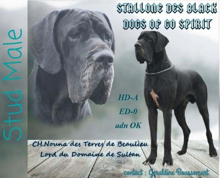 Black Dogs Of Go Spirit - STALLONE DES BLACK DOGS OF GO SPIRIT 
