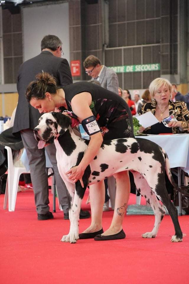 Black Dogs Of Go Spirit - Servane au championnat de France 