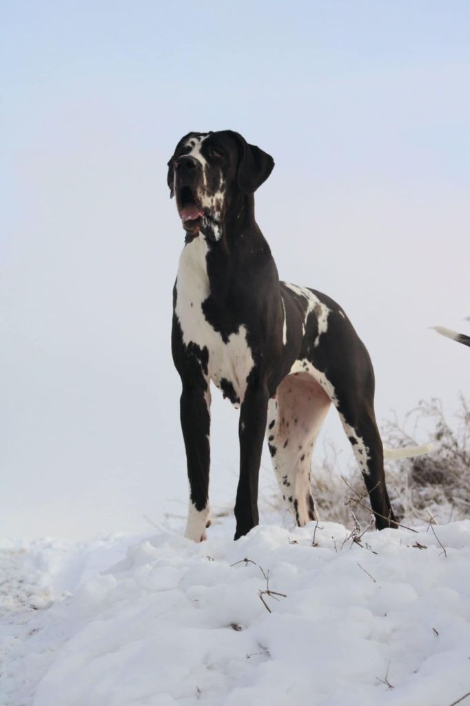 Black Dogs Of Go Spirit - Portée prévue cette année 