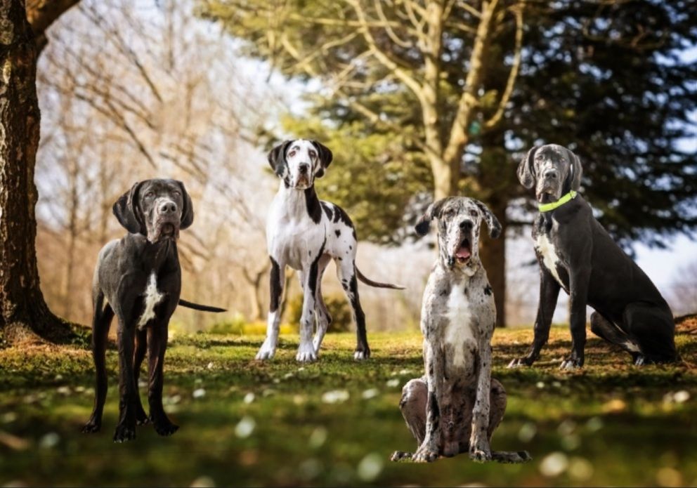 Black Dogs Of Go Spirit - Petite photo de Sparrow , Servane,  Skittle's et Sultane 