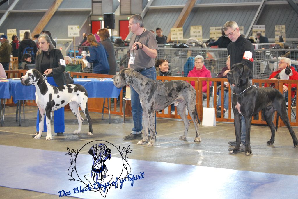 Black Dogs Of Go Spirit - Exposition d Amiens 