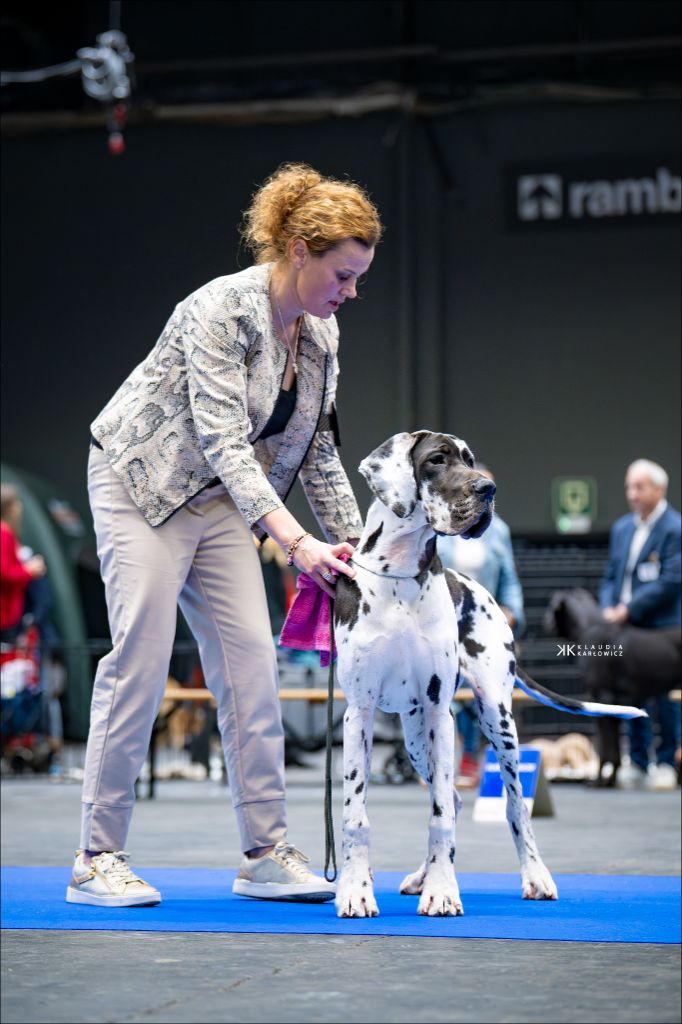 Black Dogs Of Go Spirit - EURODOGSHOW COURTRAI 