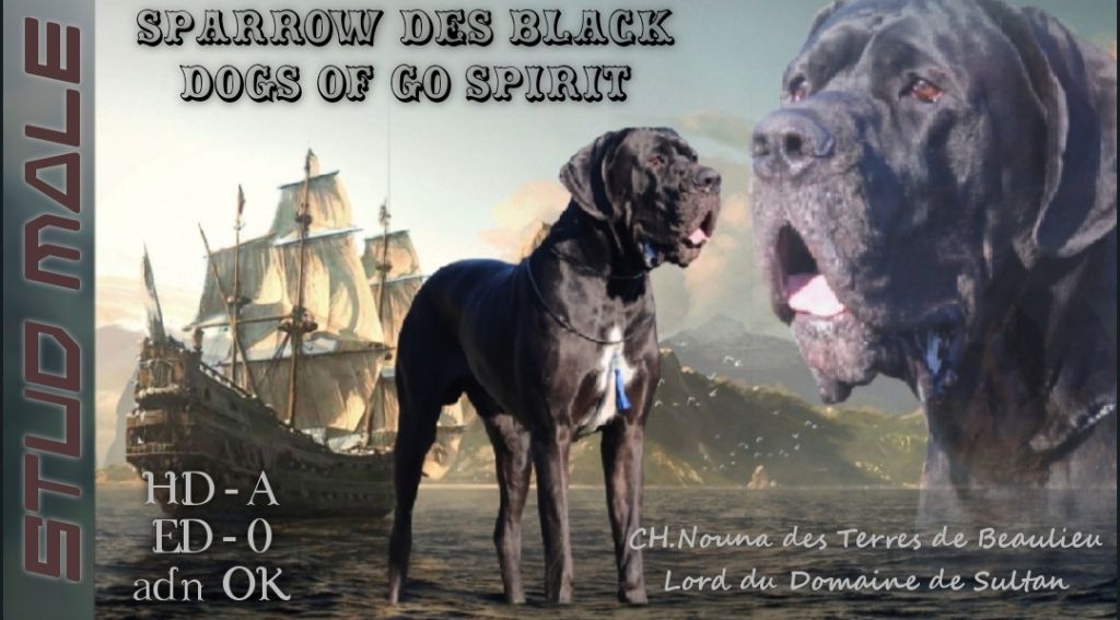 Black Dogs Of Go Spirit - SPARROW DES BLACK DOGS OF GO SPIRIT 