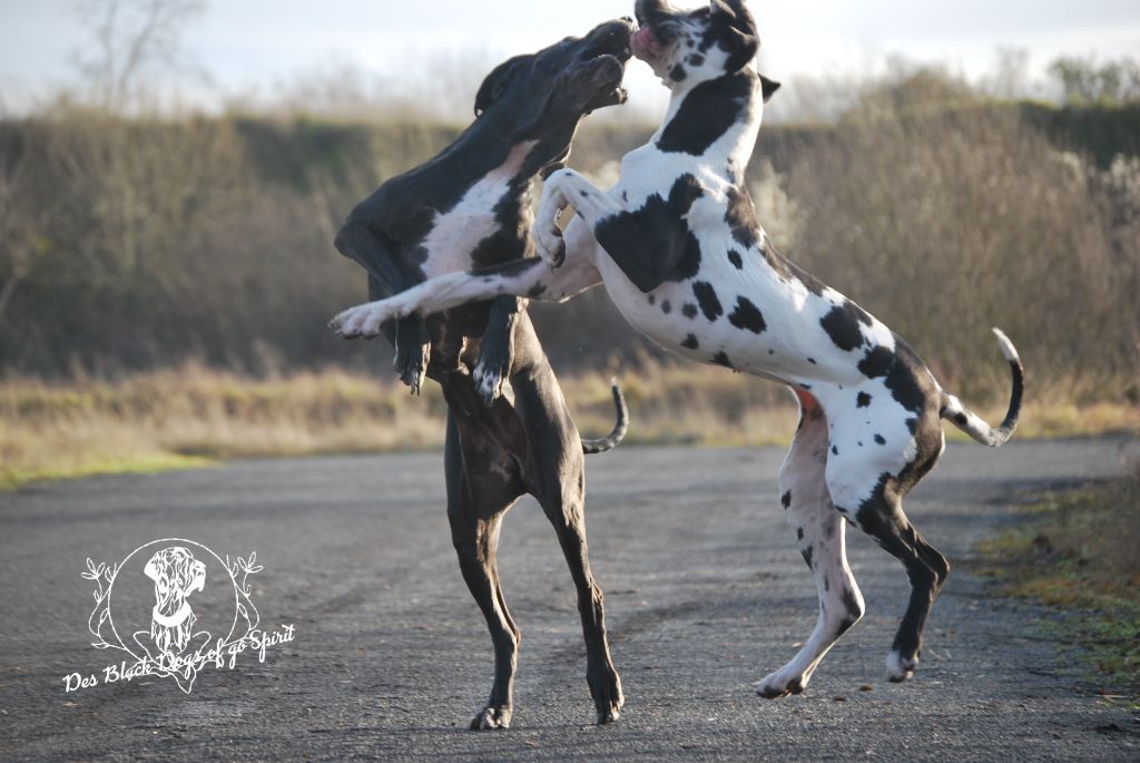 Black Dogs Of Go Spirit - Ballade mère fille