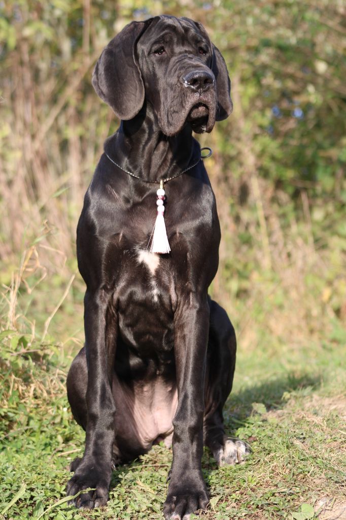 Black Dogs Of Go Spirit - Notre belle Ukita de l Ether de Pandora 5 mois 