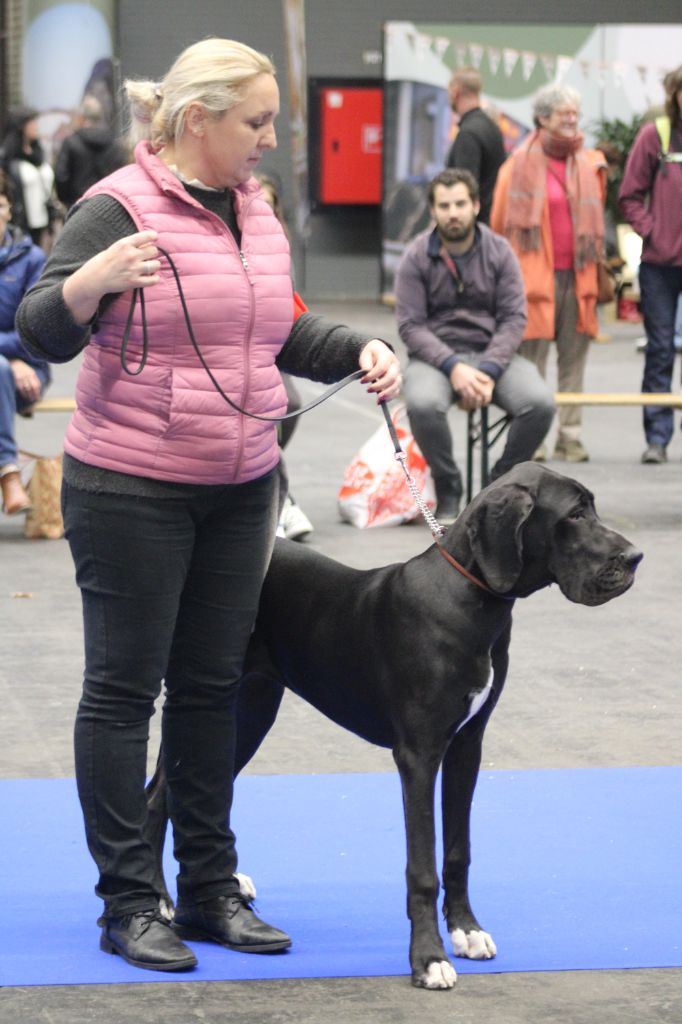 Black Dogs Of Go Spirit - EURODOGSHOW COURTRAI 