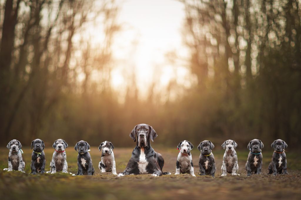 Black Dogs Of Go Spirit - Photos des bébés de Naomie à 6 semaines