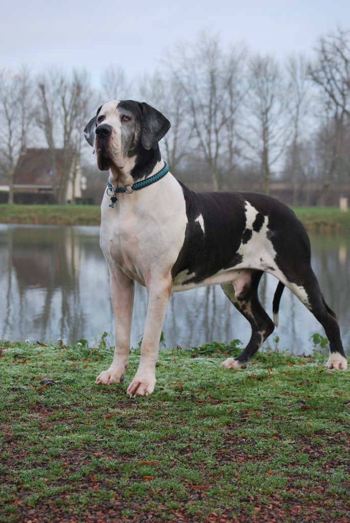 Black Dogs Of Go Spirit - Lancelot des Perles d'Aphrodite fête ses 8 ans 