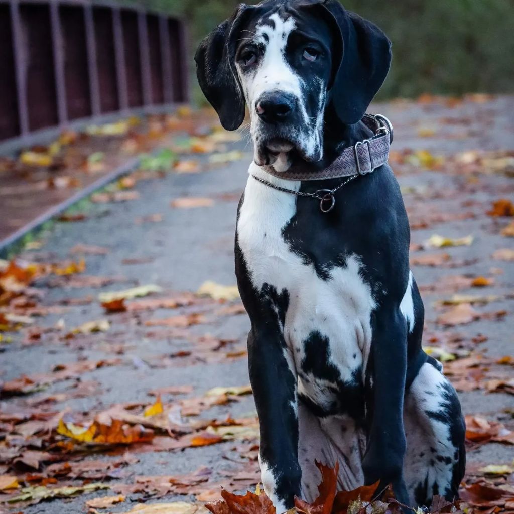 Topaze Black Dogs Of Go Spirit