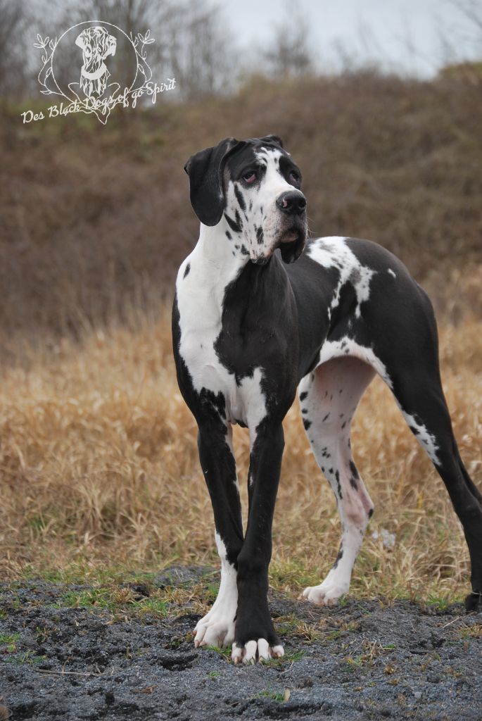 Topaze Black Dogs Of Go Spirit