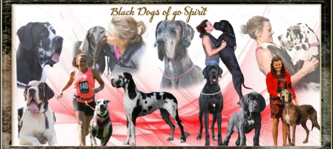 Black Dogs Of Go Spirit