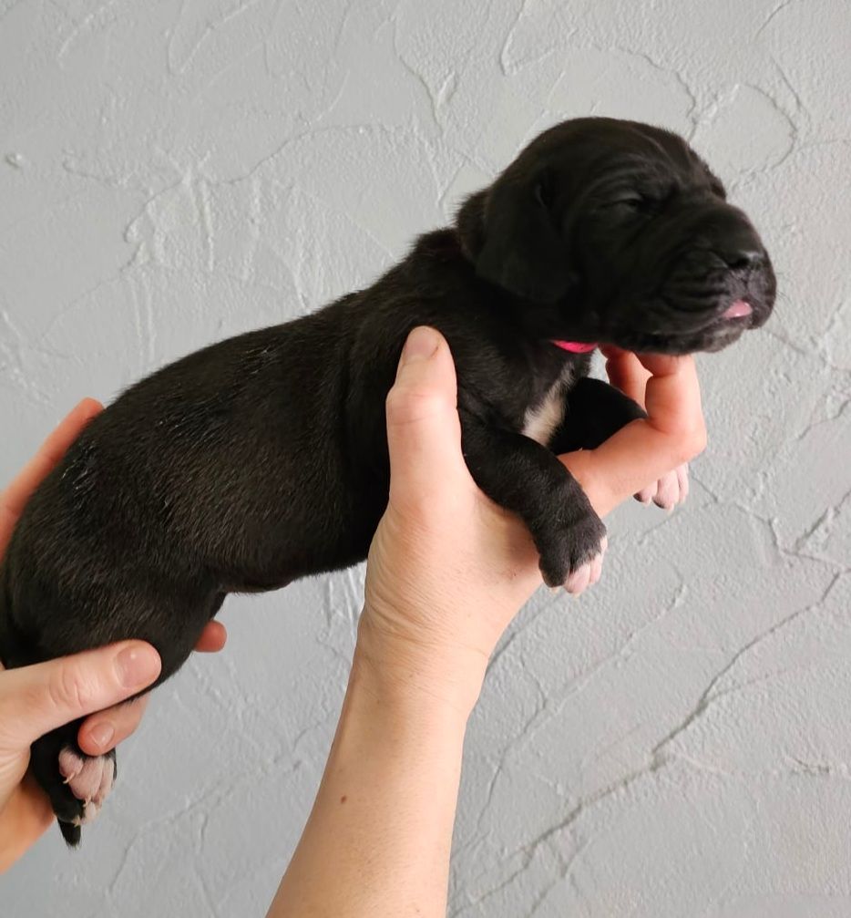 Black Dogs Of Go Spirit - Chiot disponible  - Dogue allemand