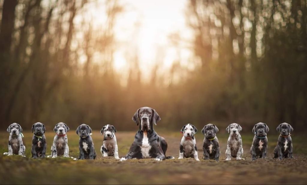 chiot Dogue allemand Black Dogs Of Go Spirit