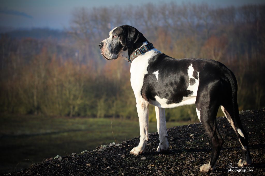 Lancelot lancelot des perles d aphrodite