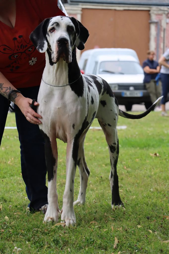 Servane Black Dogs Of Go Spirit