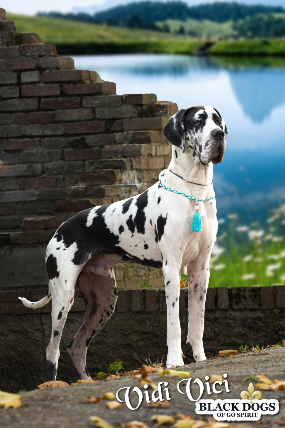 Vidi vici Black Dogs Of Go Spirit