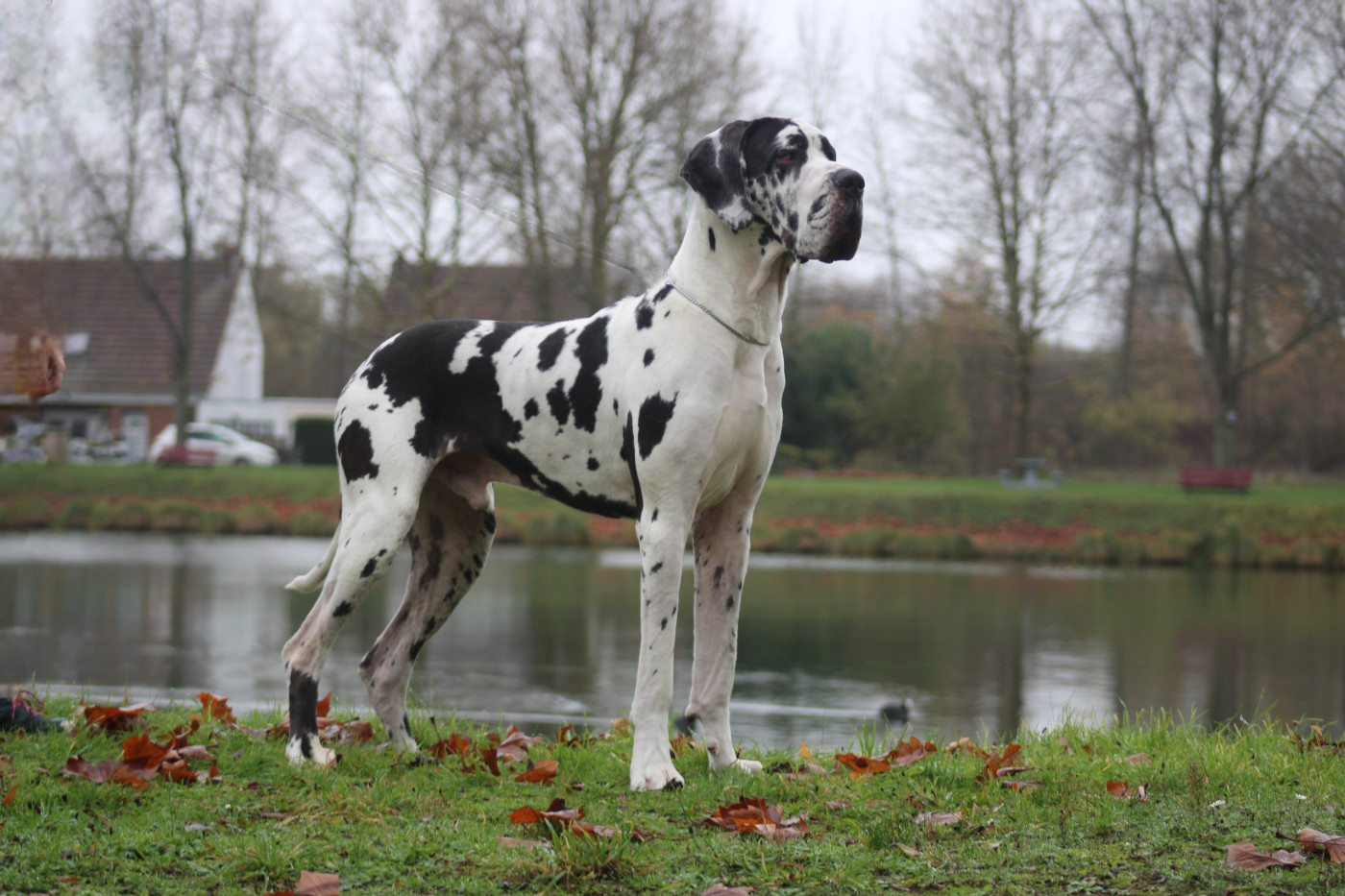 Vidi vici Black Dogs Of Go Spirit