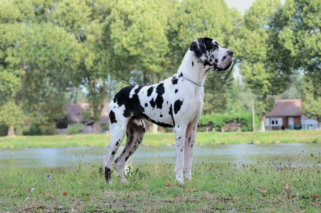 Vidi vici Black Dogs Of Go Spirit