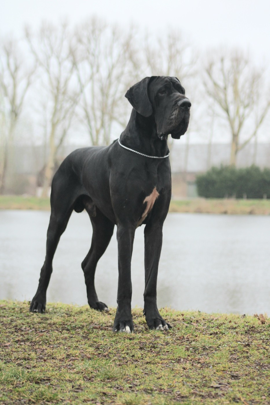 Stallone Black Dogs Of Go Spirit