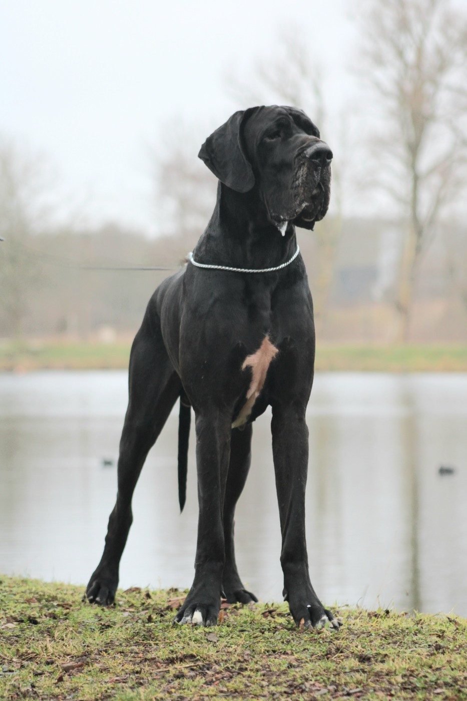 Stallone Black Dogs Of Go Spirit