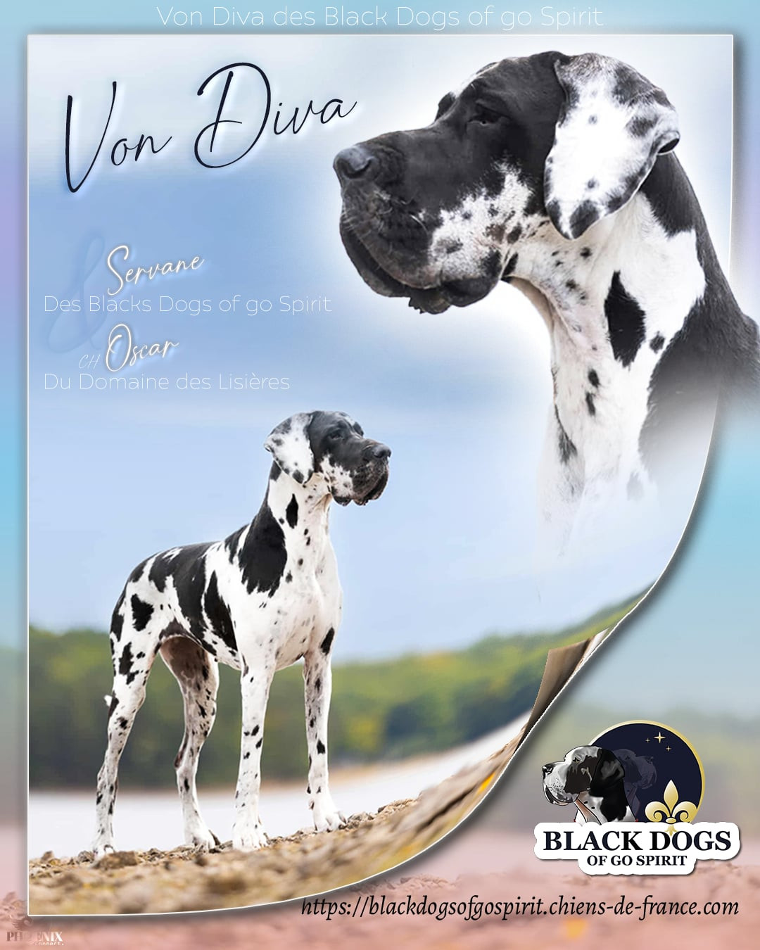 Von Diva des Black Dogs of go Spirit