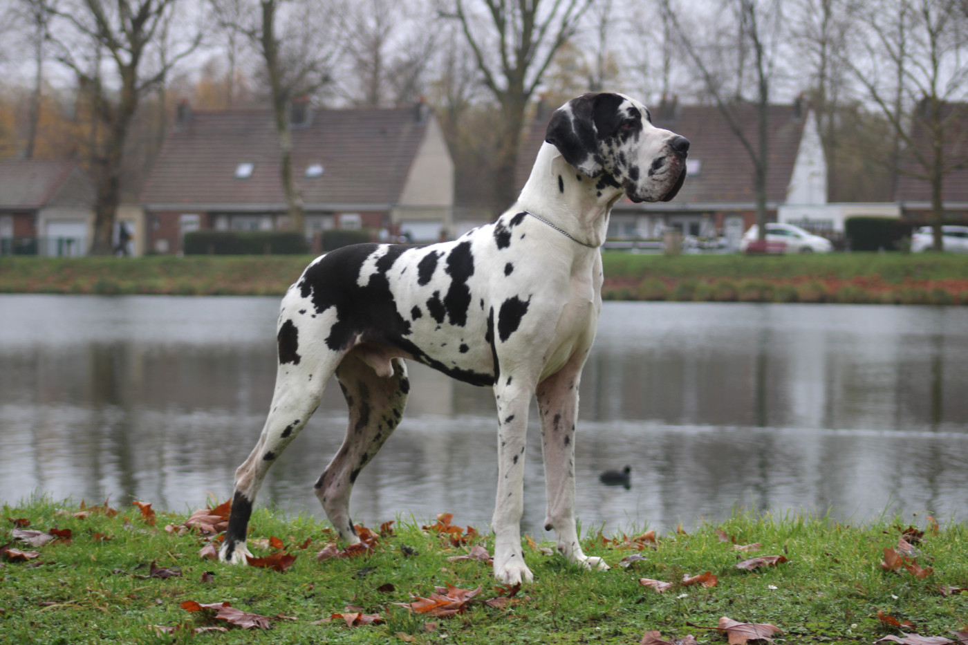 VIDI VICI des Black Dogs of go Spirit 19 mois