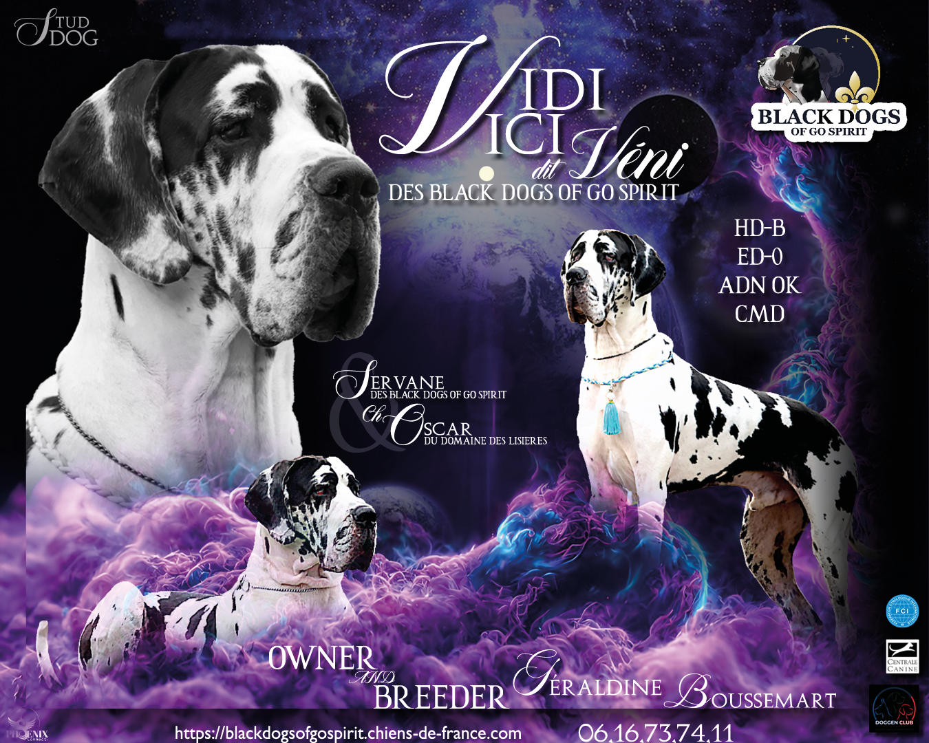 VIDI VICI des Black Dogs of go Spirit