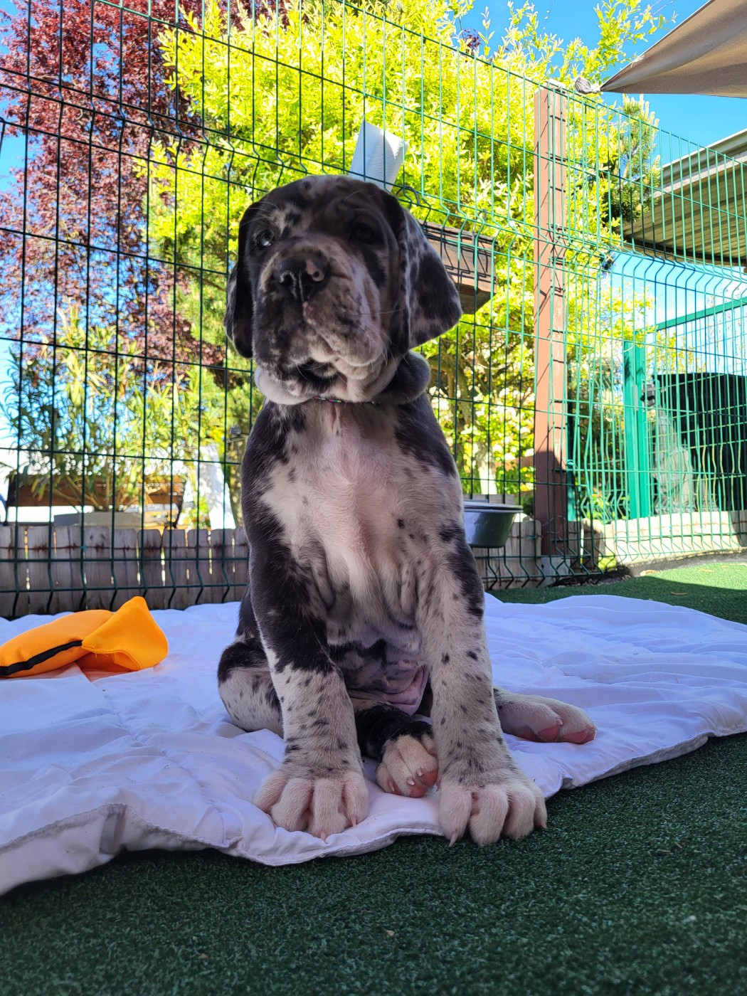 Black Dogs Of Go Spirit - Plus de chiots disponibles