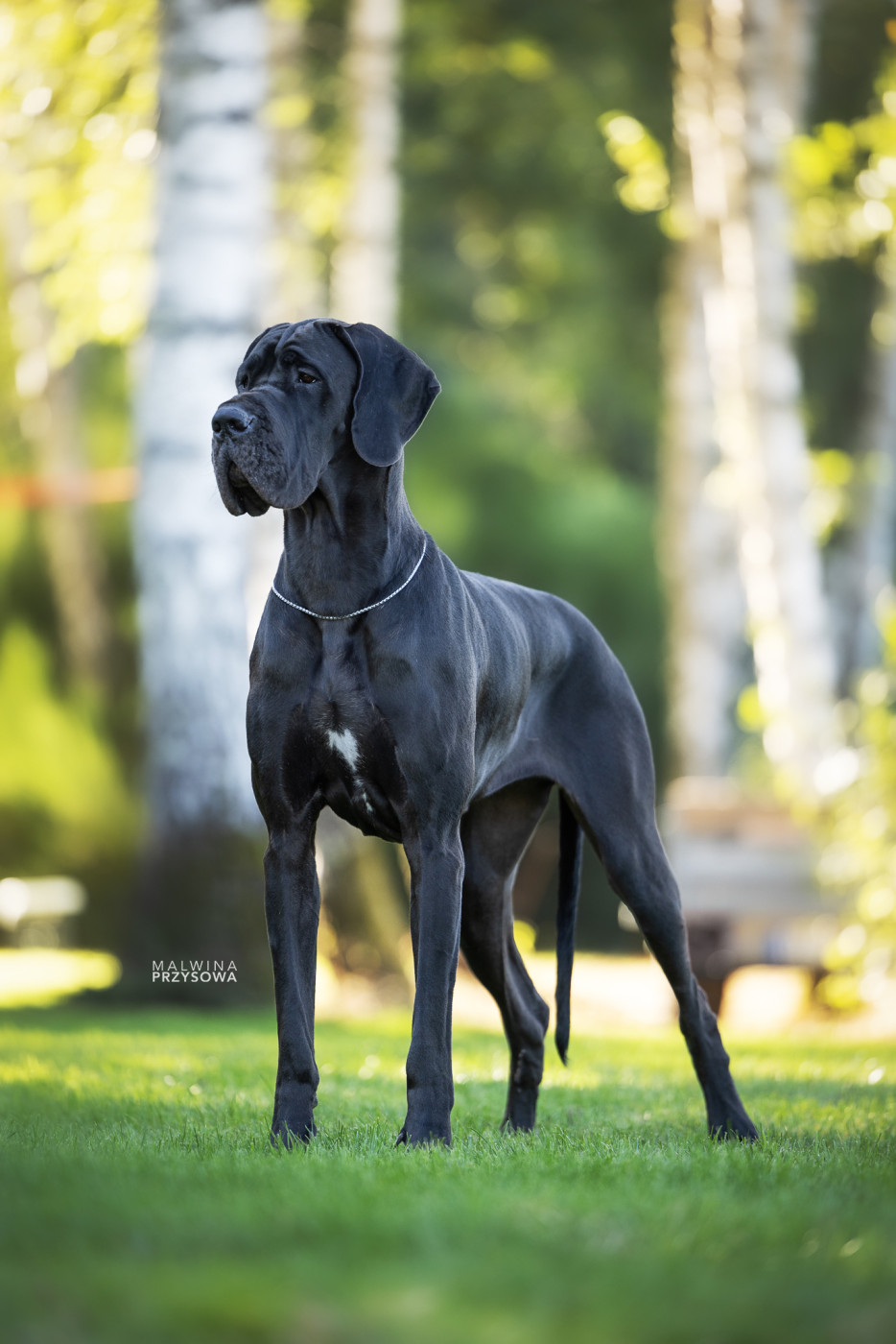 Black Dogs Of Go Spirit - Prochaine portée en 2027