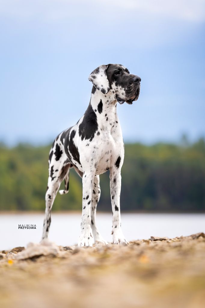 Von Diva des Black Dogs of go Spirit 