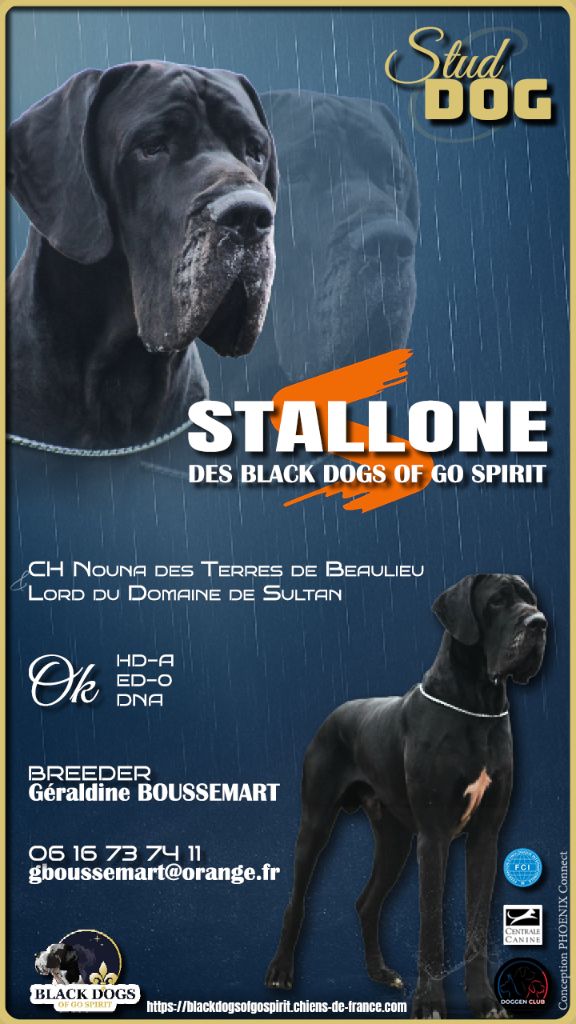Notre beau Stallone disponible en saillie 