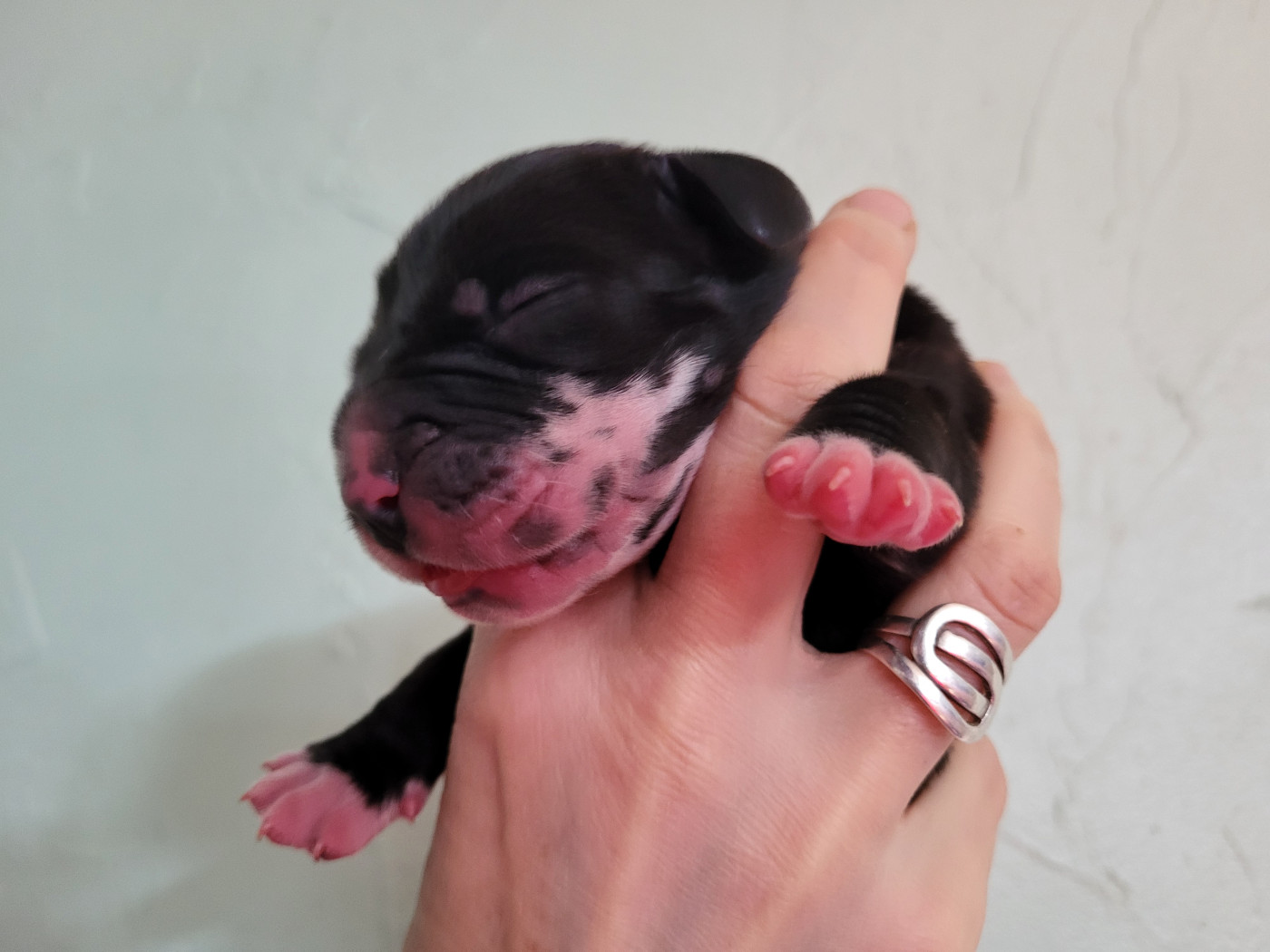 Black Dogs Of Go Spirit - Chiots disponibles - Dogue allemand