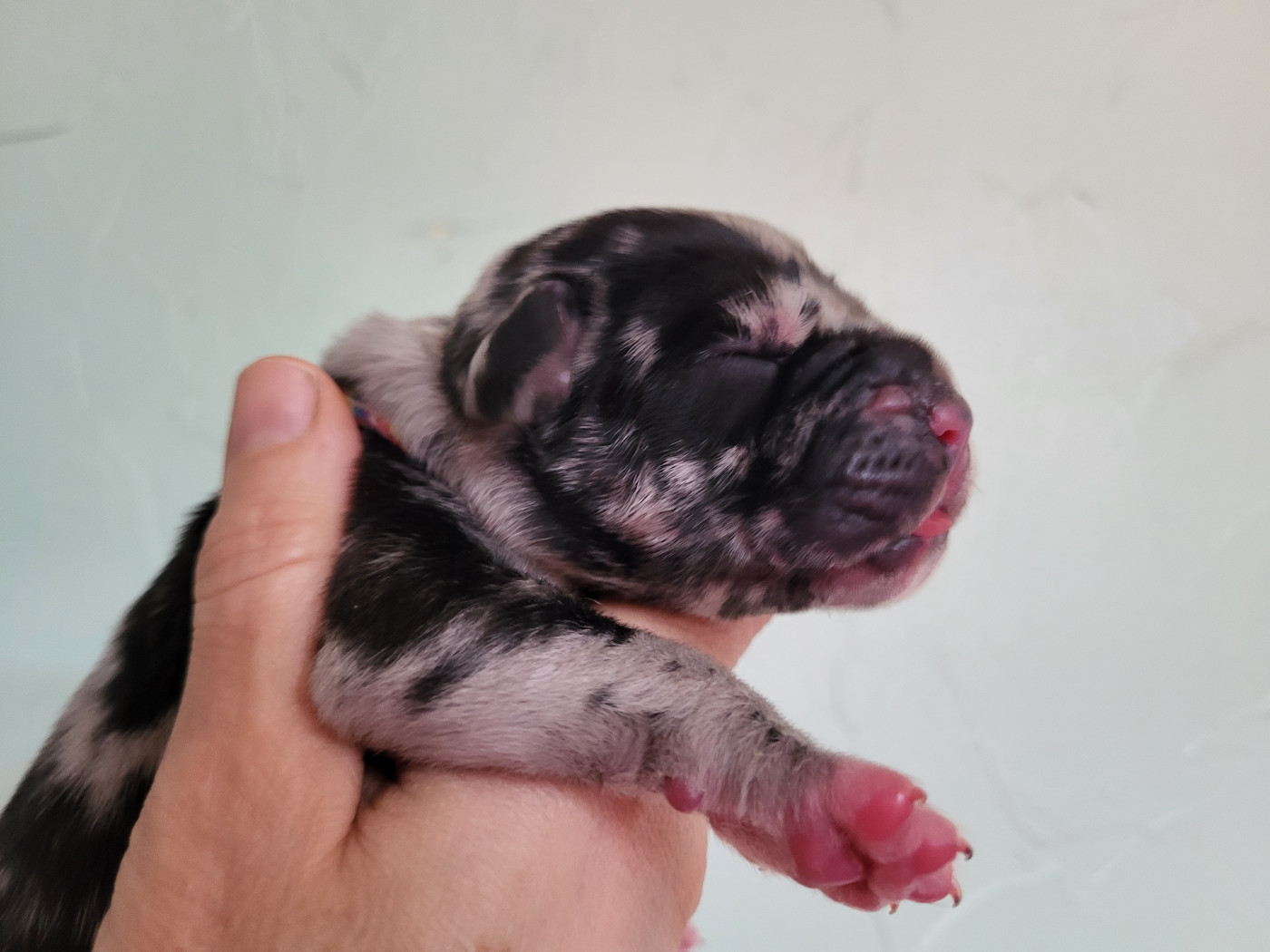 Black Dogs Of Go Spirit - Chiots disponibles - Dogue allemand