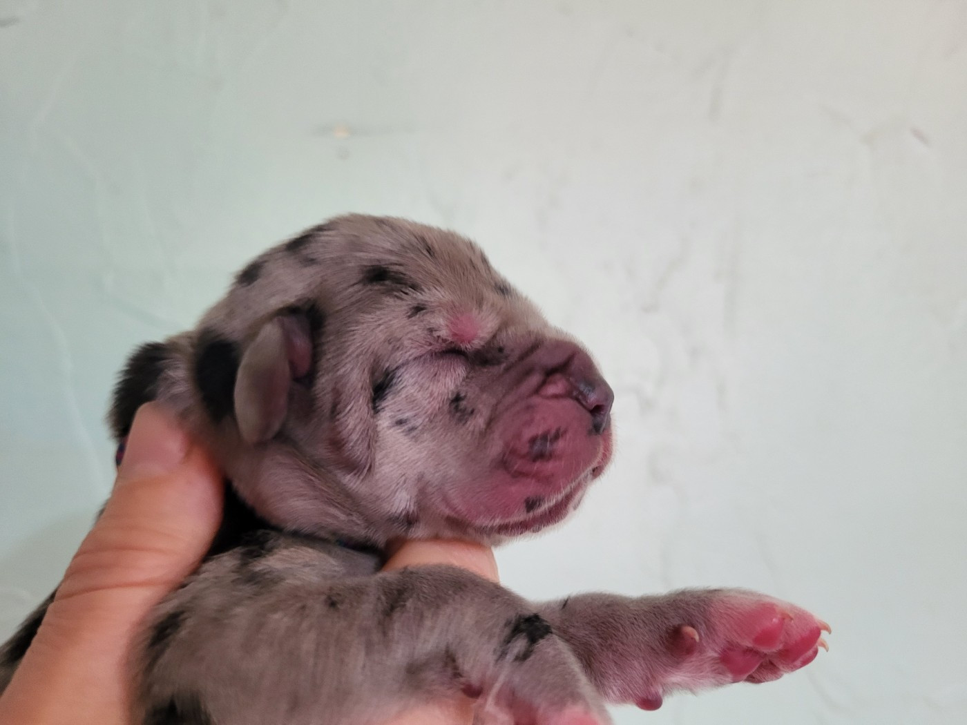 Black Dogs Of Go Spirit - Chiots disponibles - Dogue allemand