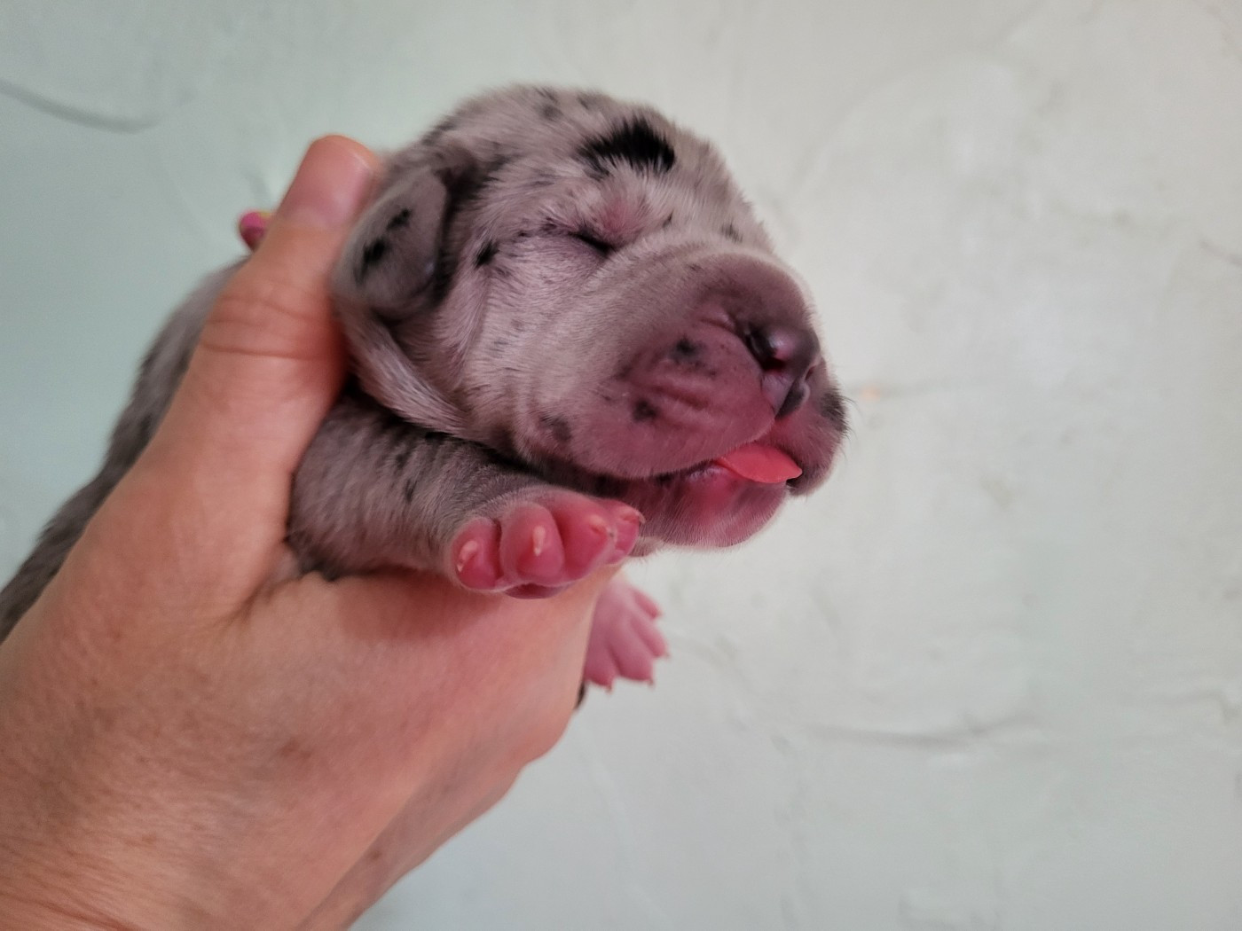 Black Dogs Of Go Spirit - Chiots disponibles - Dogue allemand