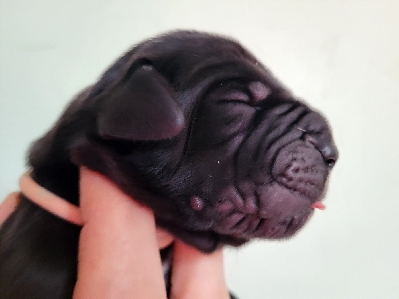 Black Dogs Of Go Spirit - Chiots disponibles - Dogue allemand