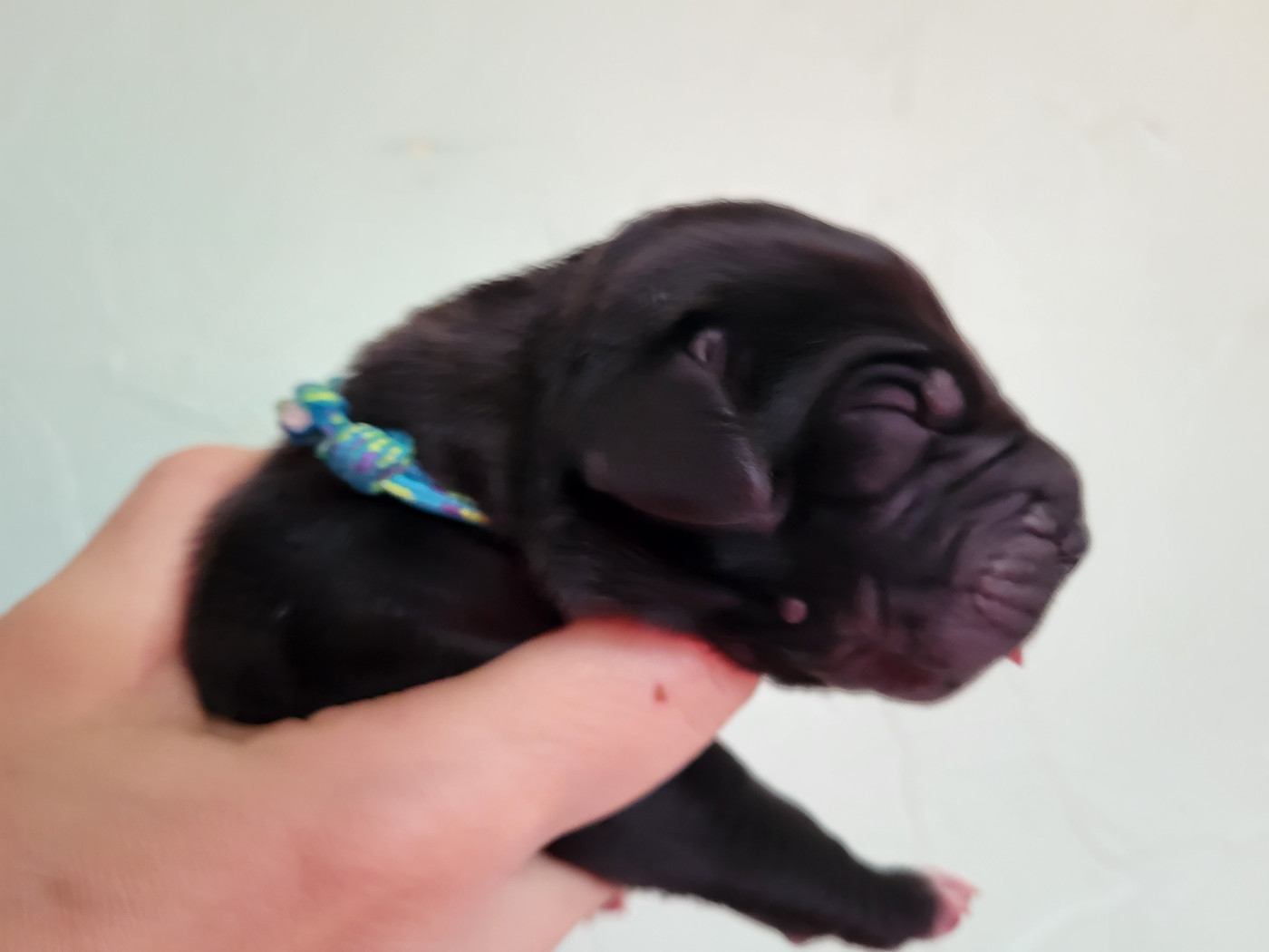 Black Dogs Of Go Spirit - Chiots disponibles - Dogue allemand