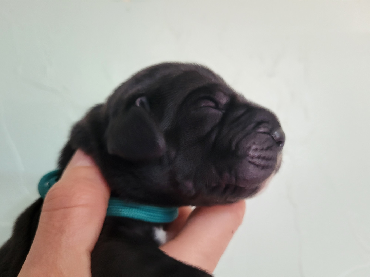 Black Dogs Of Go Spirit - Chiots disponibles - Dogue allemand