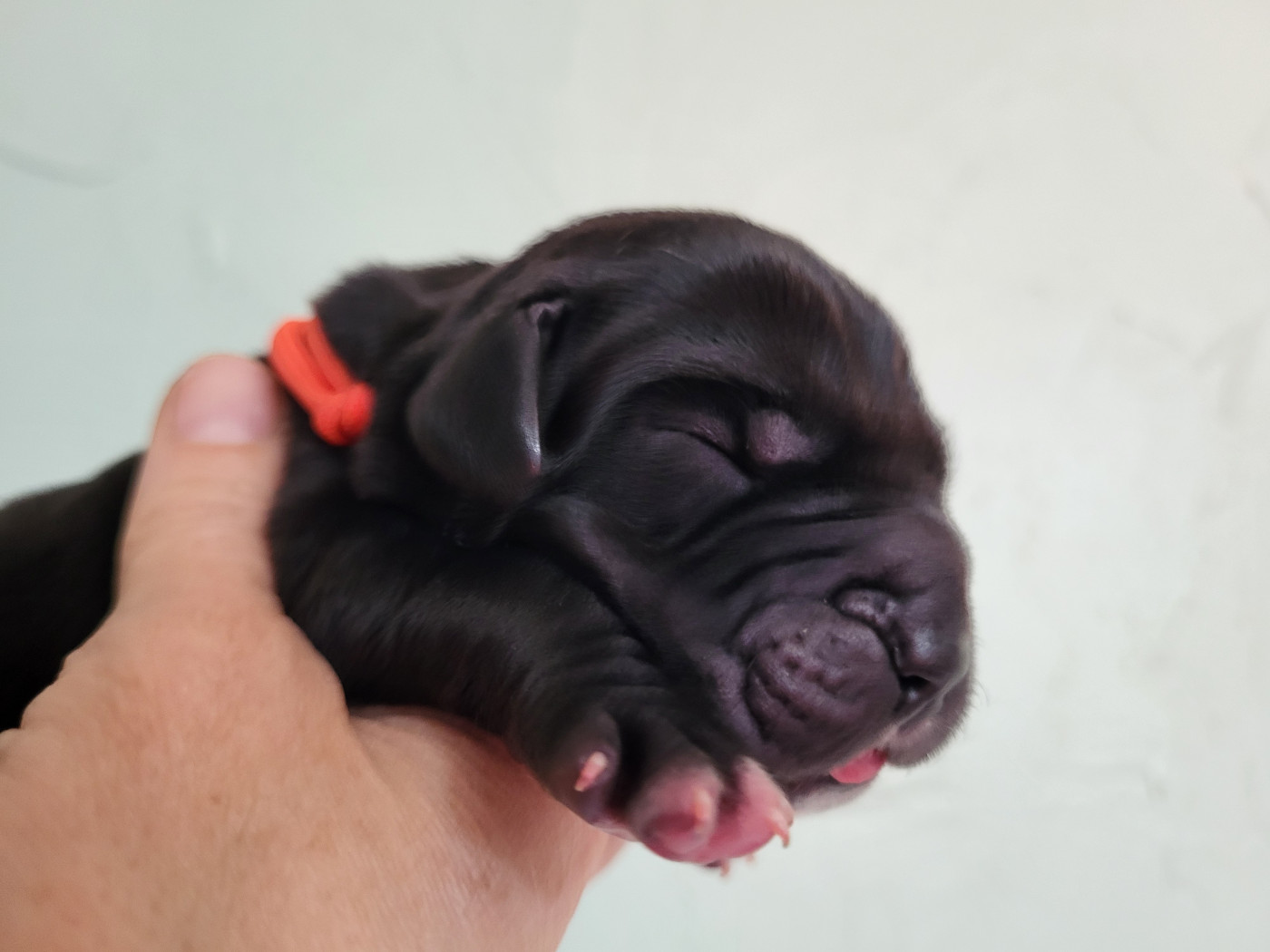 Black Dogs Of Go Spirit - Chiots disponibles - Dogue allemand