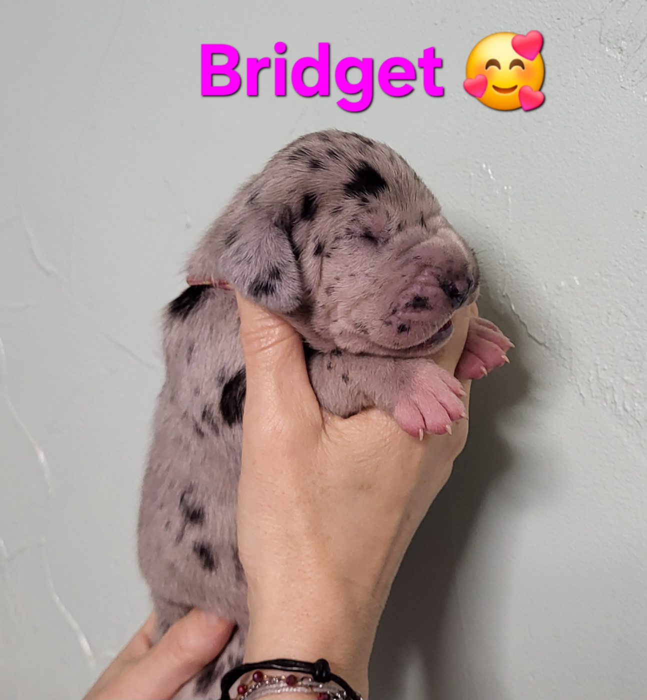 Black Dogs Of Go Spirit - Chiots disponibles - Dogue allemand