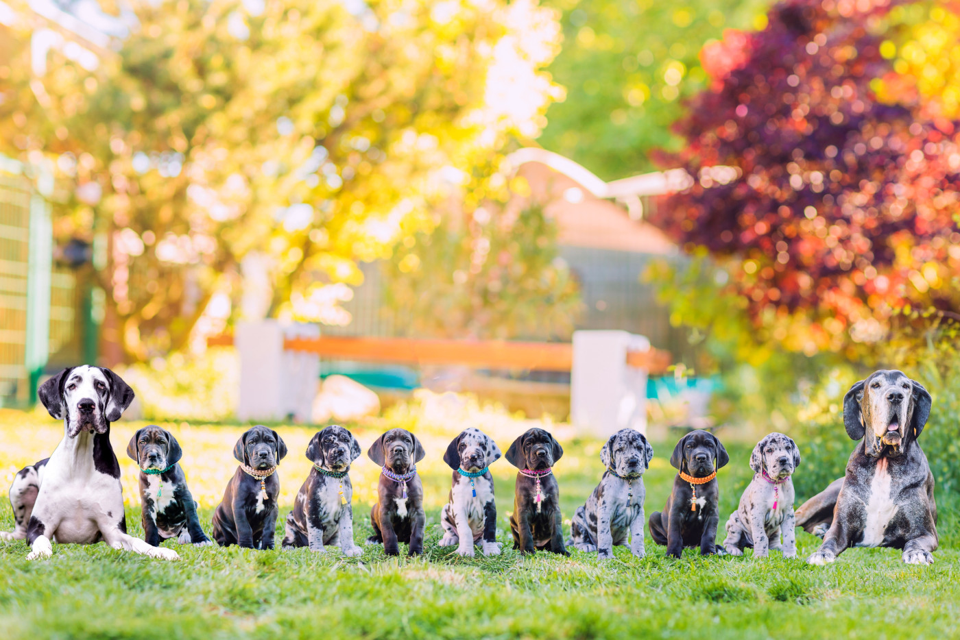 Black Dogs Of Go Spirit - Dogue allemand - Portée née le 16/03/2026